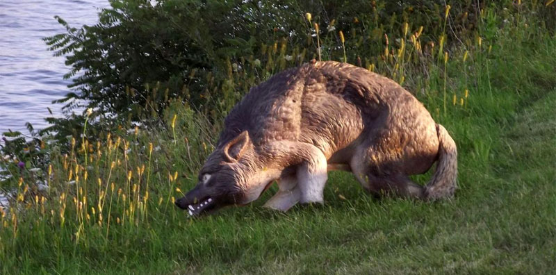 coyote-decoy-for-geese