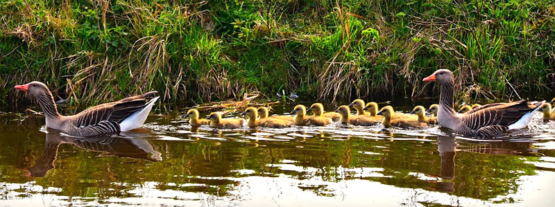 goose habitat