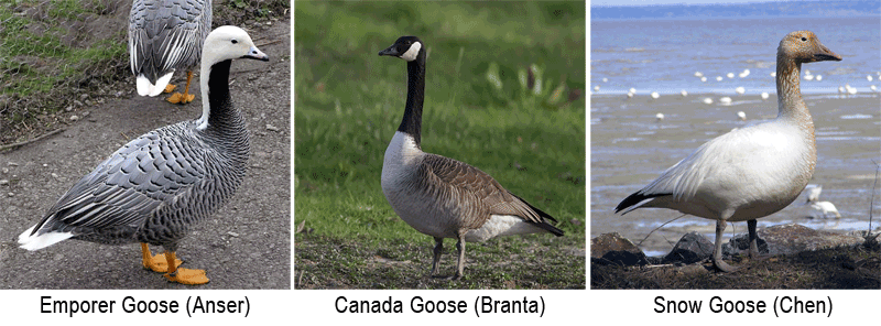 types of geese
