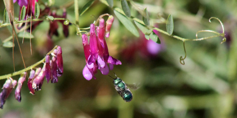 what attracts sweat bees