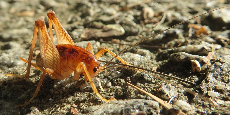 camel cricket size