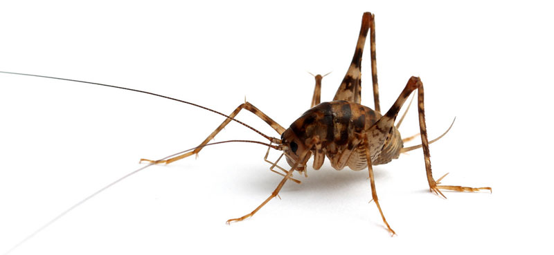 what does a cave cricket look like