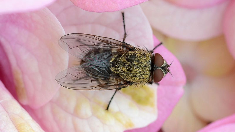 how to keep cluster flies away