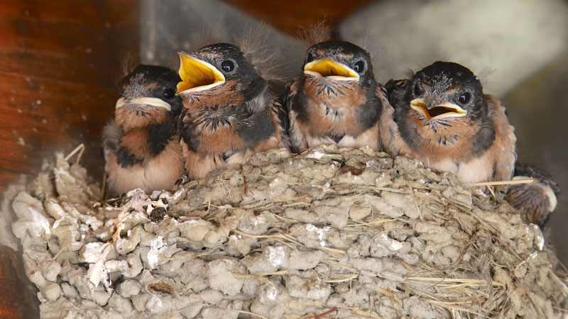 are barn swallows protected