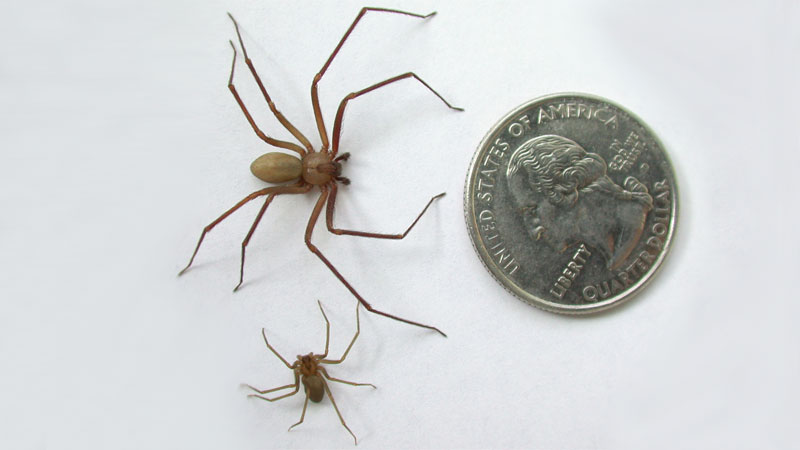 brown recluse baby size