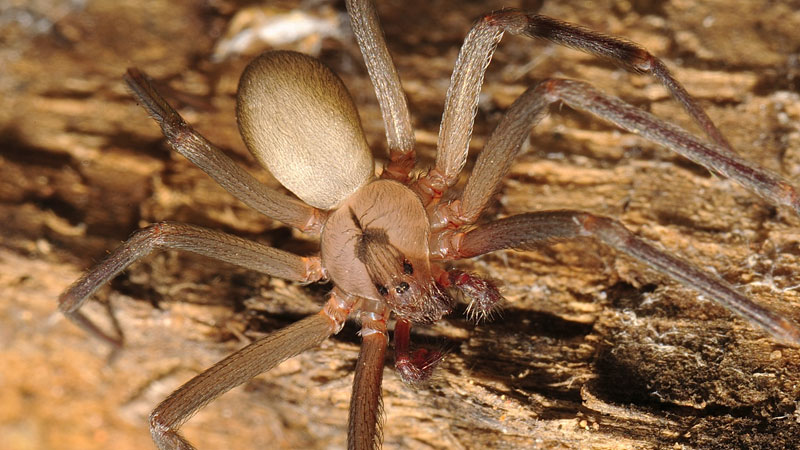 brown recluse habitat