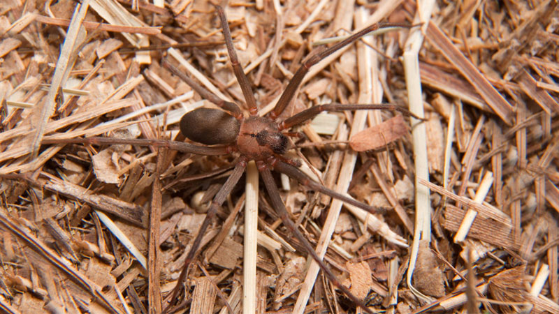 what a brown recluse looks like