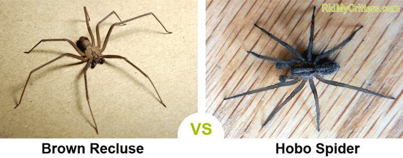 brown recluse vs hobo spider