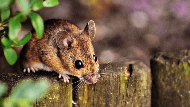 can mice climb?