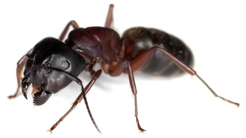 what do carpenter ants look like