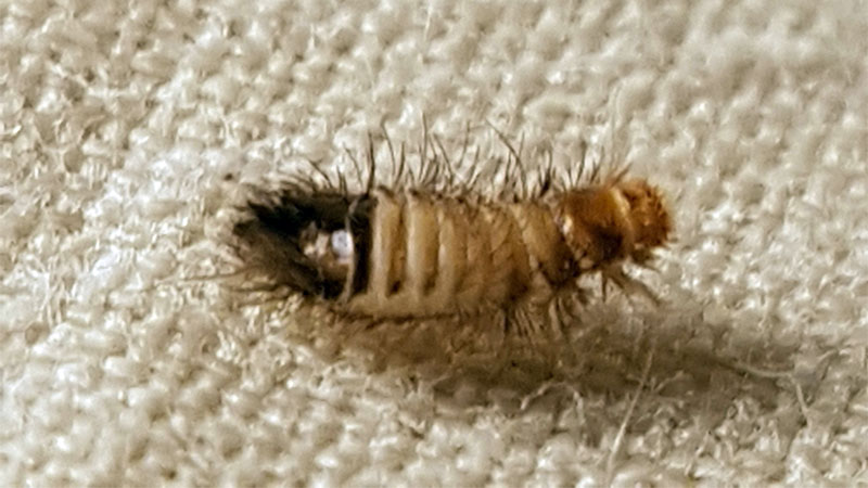 carpet beetle larvae