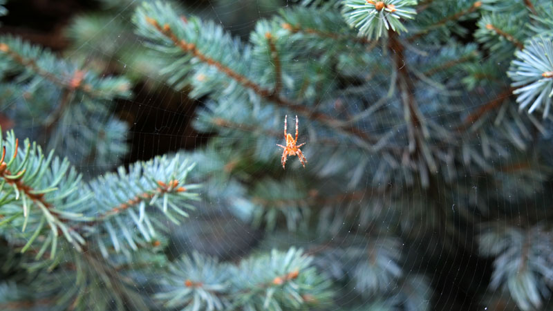 Christmas tree spider