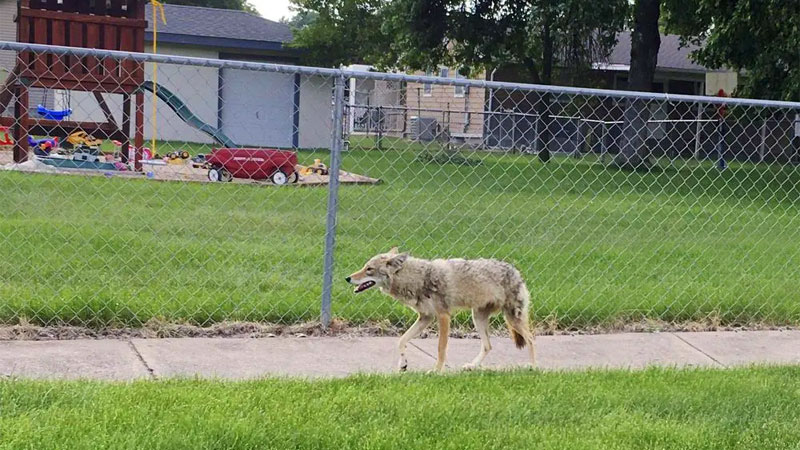 coyote in neighborhood