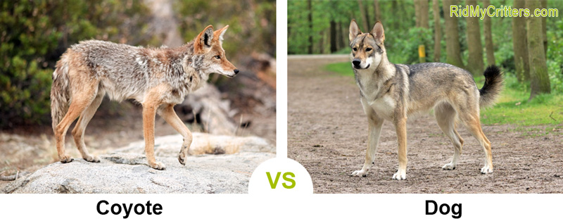 coyote vs dog