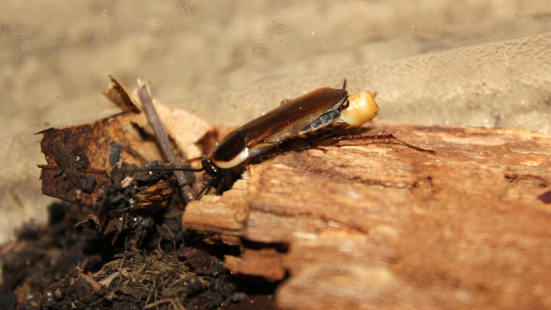 female wood roach ootheca