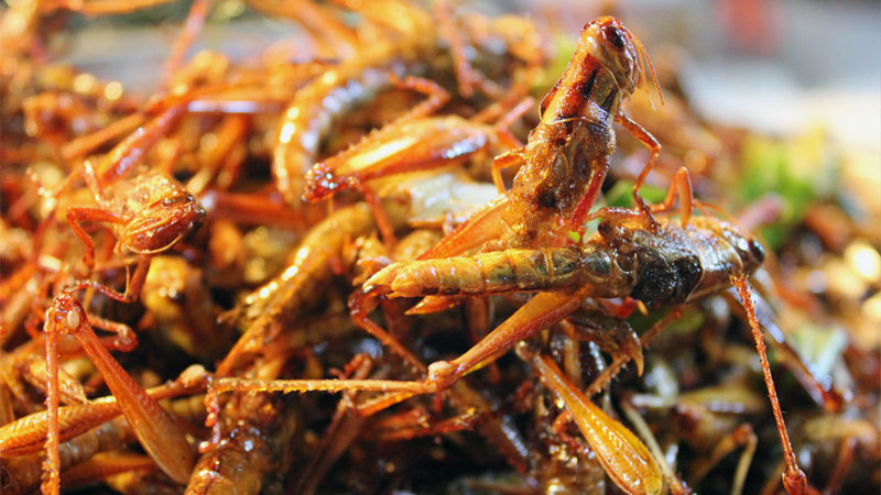 grasshopper food