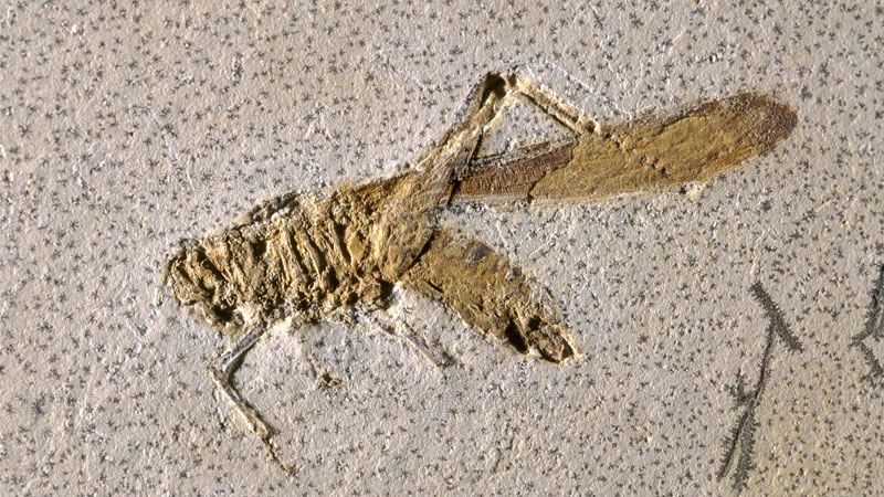 grasshopper fossil