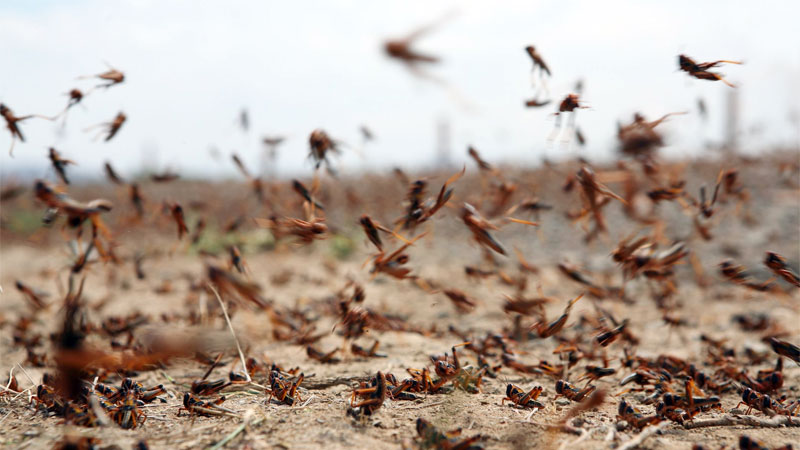 swarm of grasshoppers