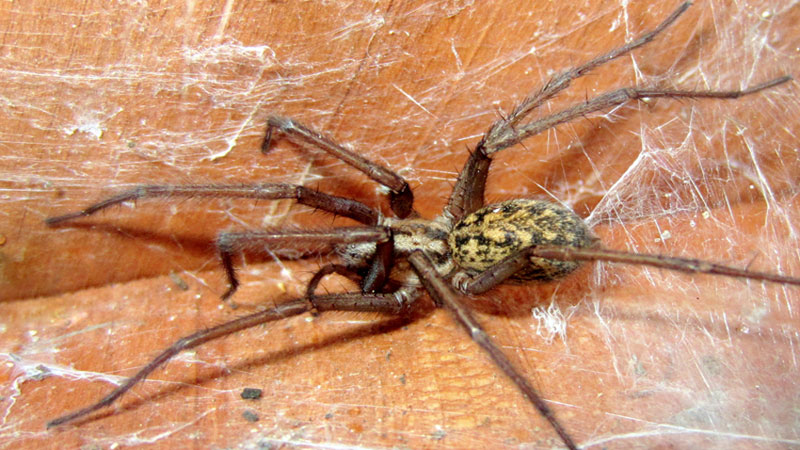 how to get rid of hobo spider