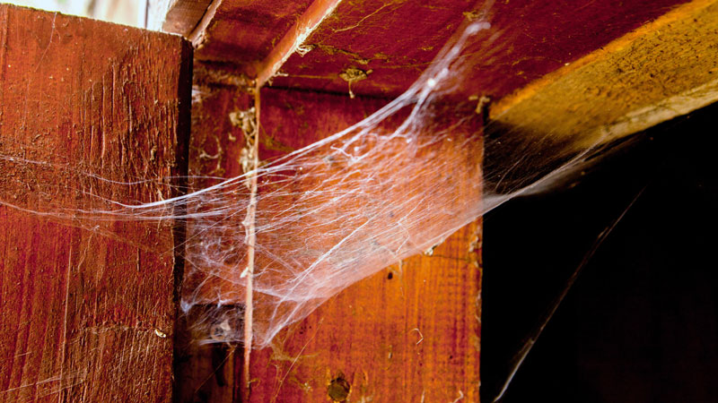how to get rid of spider webs