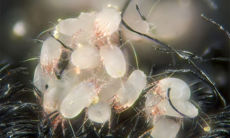 how to kill dust mites