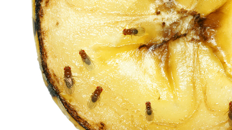 how to kill fruit flies