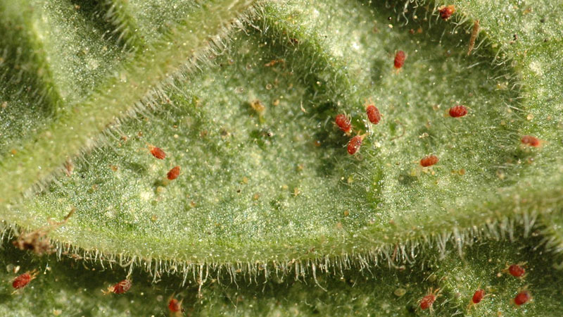 how to kill spider mites