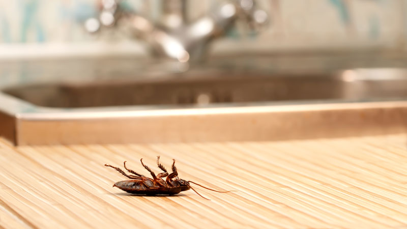 how to kill wood roaches
