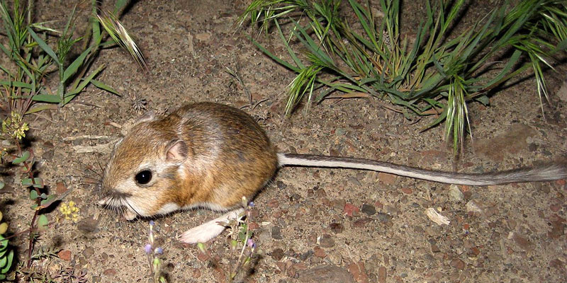 kangaroo mouse