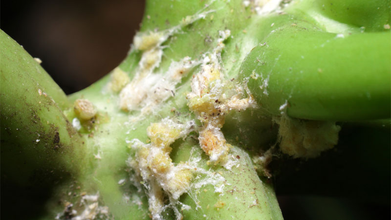 mealybug life cycle