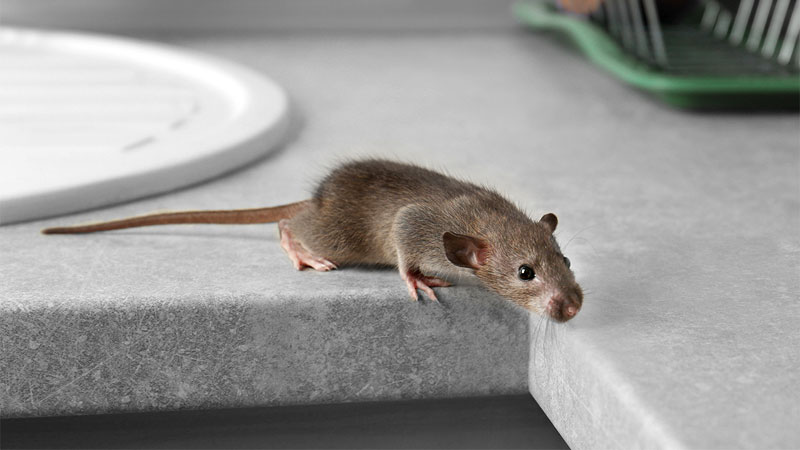 mouse climbing onto countertop