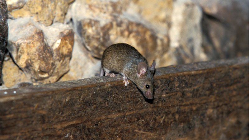 mouse climbing over wall