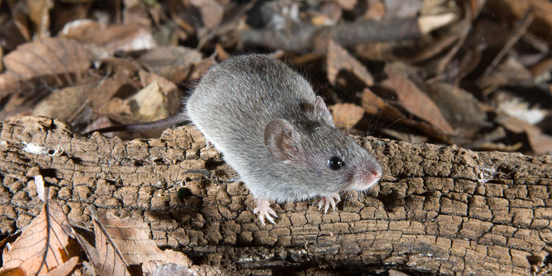 Northern pygmy mouse