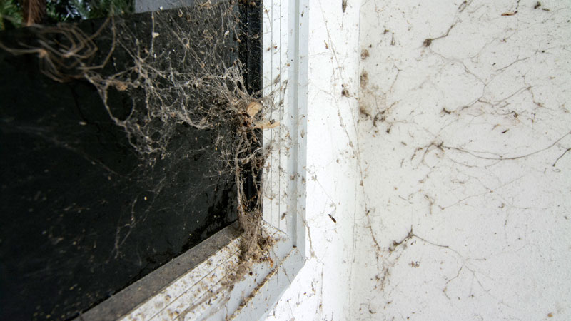prevent spider webs outside of house