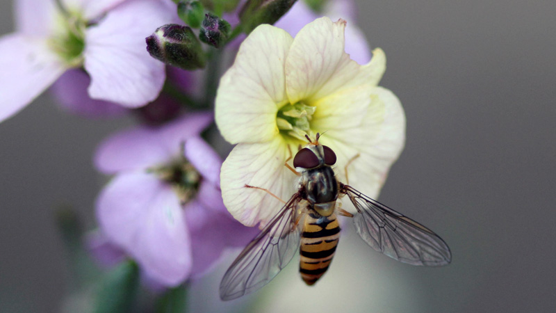 how to repel hoverflies