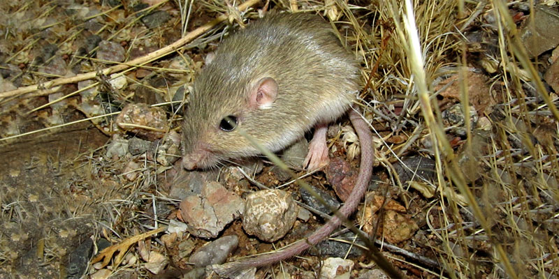 soft-furred pocket mouse