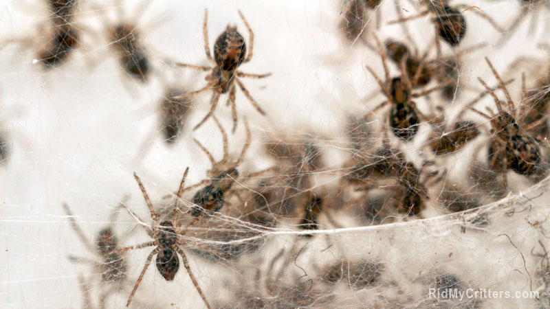 baby spiders after egg hatches