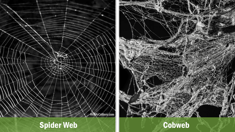 spider web vs cobweb