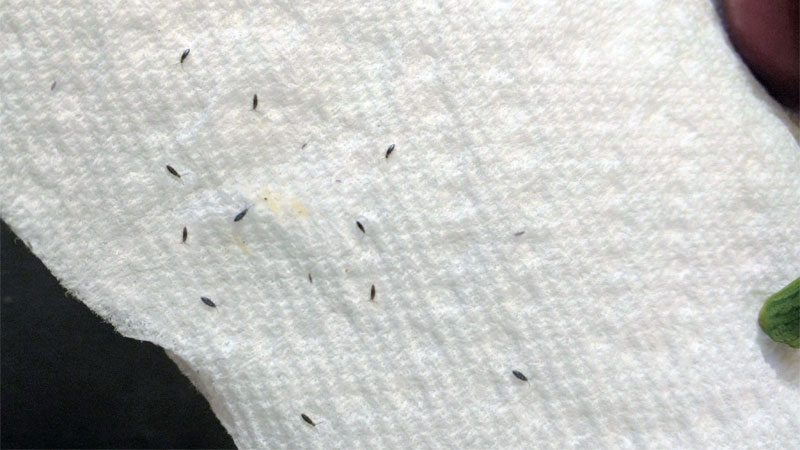 How to Get Rid of Springtails (From Your Home and Pool)