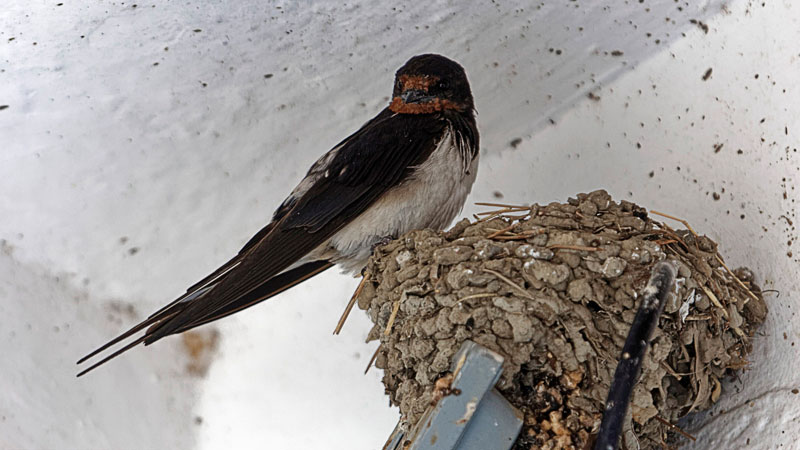 stop barn swallows from nesting on house