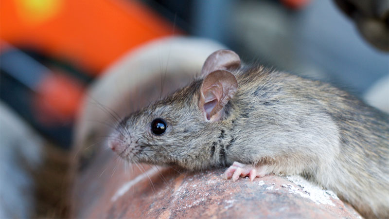 surfaces mice climb