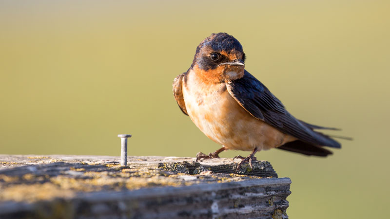 what barn swallow looks like