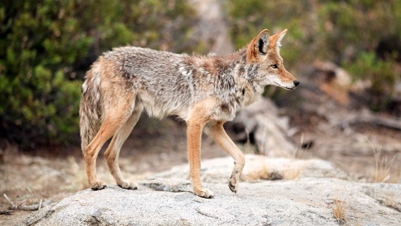 what does a coyote look like