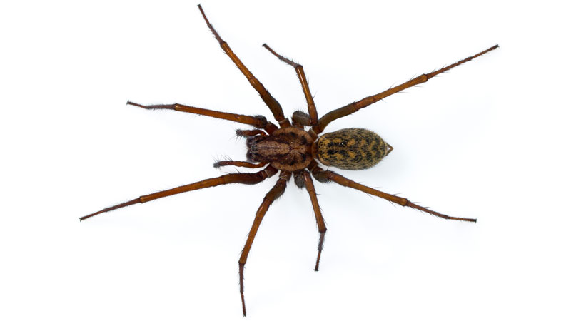what does a hobo spider look like
