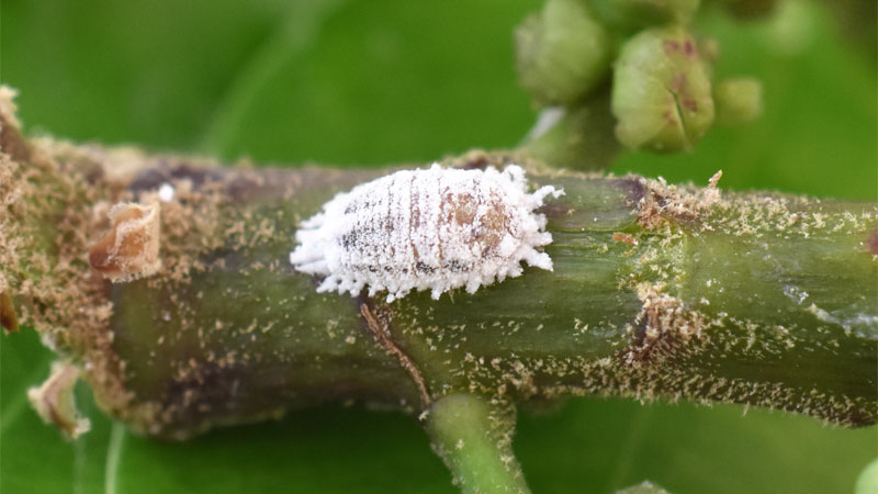 what does a mealybug look like