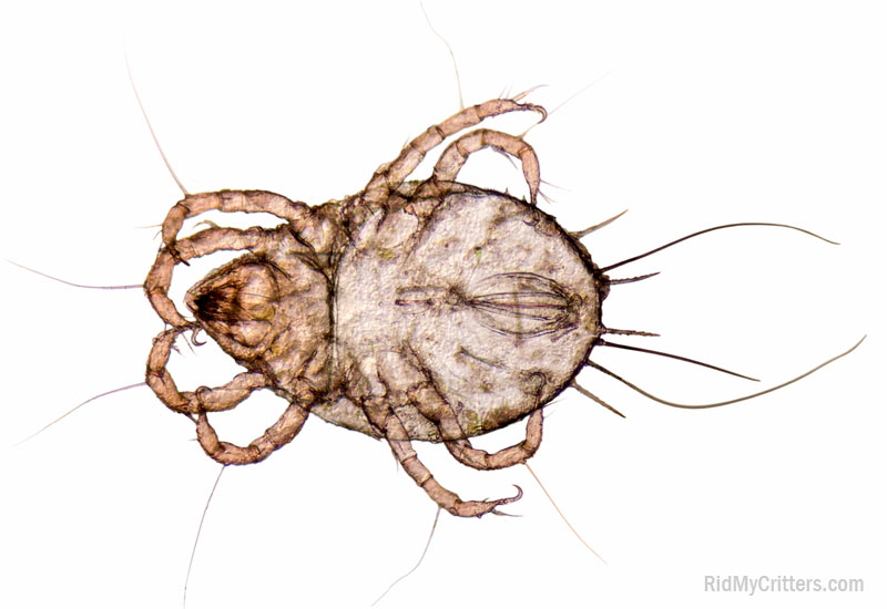 what does a dust mite look like