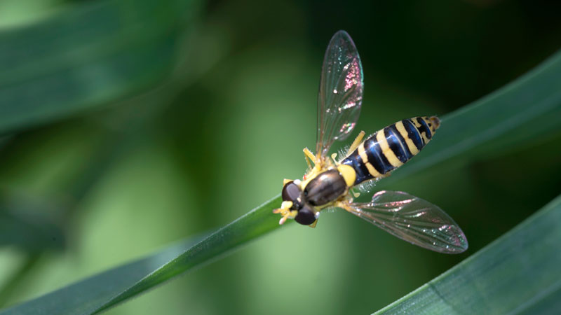 How to Get Rid of Hover Flies on Patio?