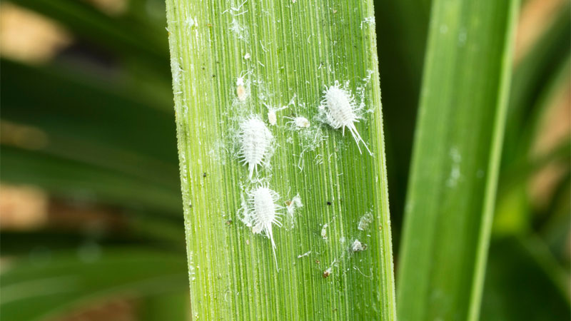 what mealybugs eat