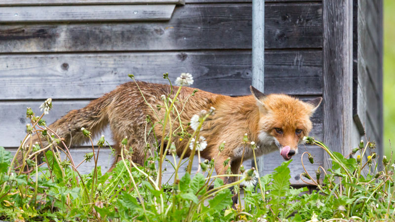 when do foxes come out