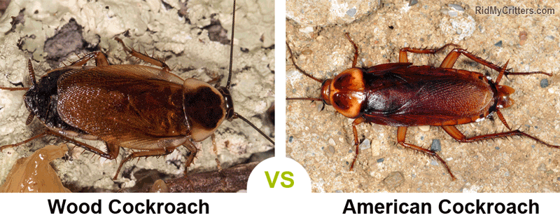 wood roach vs American cockroach